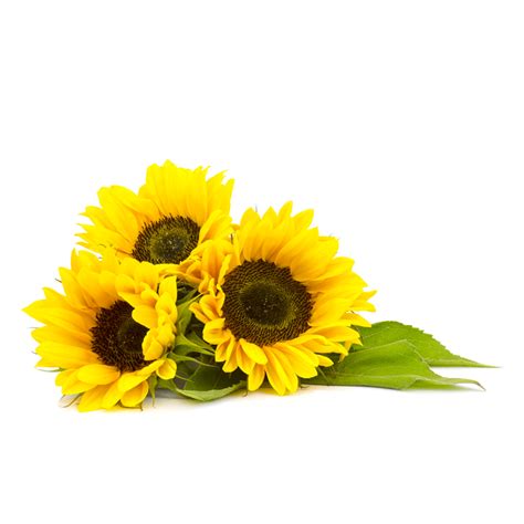 Sunflower Bouquet Png