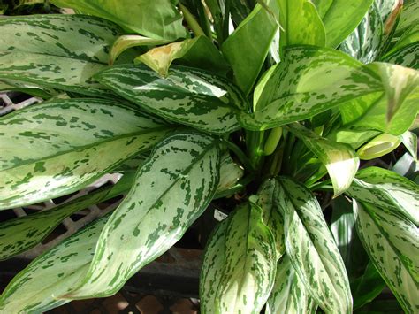 Aglaonema - อโกลนีมา (Aglaonema) หรือ แก้วกาญจนา | Plants ...