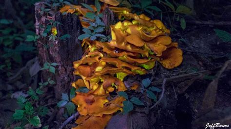 Natural Phenomenon Glowing Mushrooms Found In West Michigan