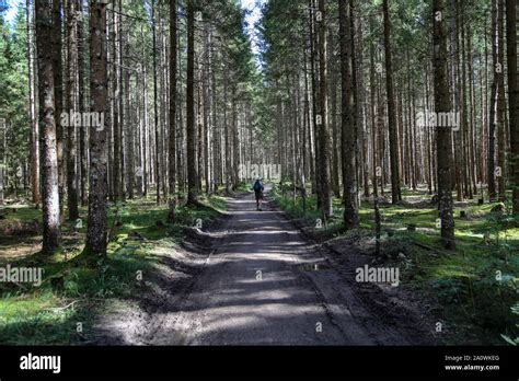 Forest Road Lonely Traveler Walks On Forest Road Stock Photo Alamy