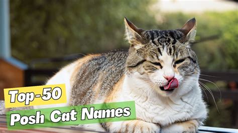 50 Posh Cat Names To Impress