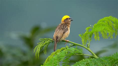 Weaverbirds Build Elaborate Nests In Sw Chinas Yunnan Cgtn