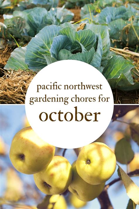 October Gardening Chores For The Pacific Northwest Northwest Edible