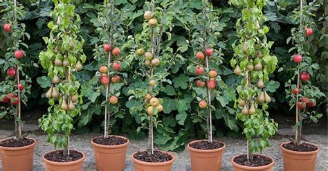 Espalier can lay flat on a wall. 3, 6 or 12 Columnar Bare Root Fruit Trees | Fruit tree ...