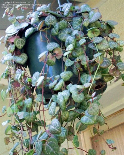 Plantfiles Pictures Rosary Vine String Of Hearts Ceropegia Woodii