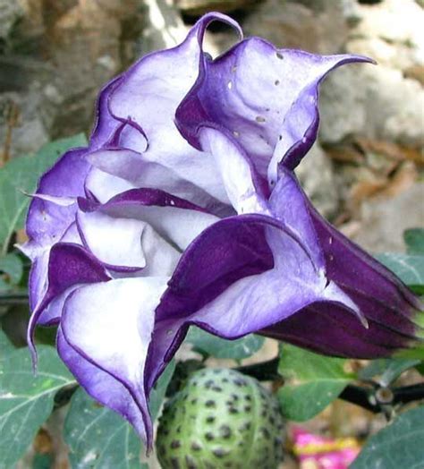 20 Seeds Purple Moonflower Gorgeous Night Blooming Beautiful Garden