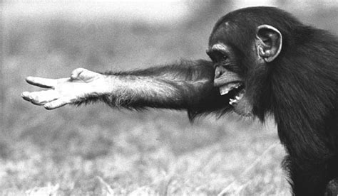 Derics Mindblog Gesture In Language Evolution Data From Chimps