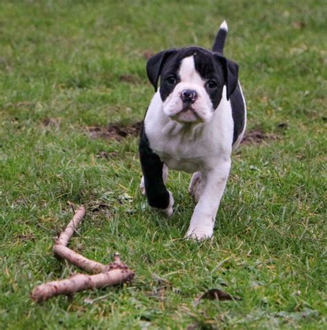 Highly intelligent guarding dogs that are loyal protectors of their family. Alapaha Blue Blood Bulldog Female for sale | in Aveley ...