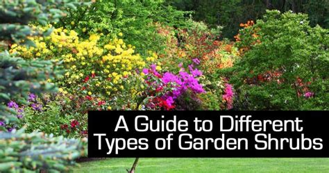 A Guide To Different Types Of Garden Shrubs
