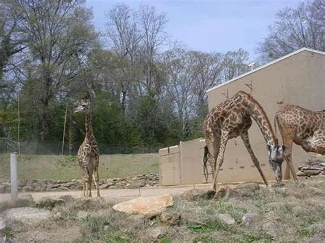 My Favorite Part The Giraffes Picture Of Greenville Zoo Greenville