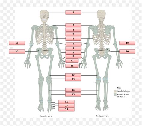 In your anatomy & physiology lecture and lab class, you will be required to name each individual bone in the human body. Human Skeleton Major Bones, HD Png Download - 1047x888 PNG - DLF.PT