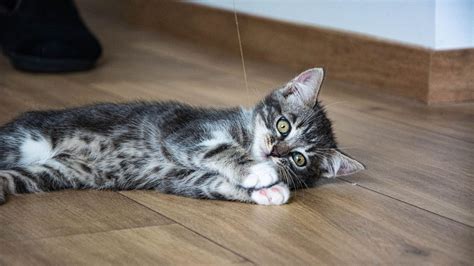 Boarding Form | Delta Animal Hospital