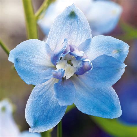 Delphinium Plant Magic Fountains Sky Blue White Bee
