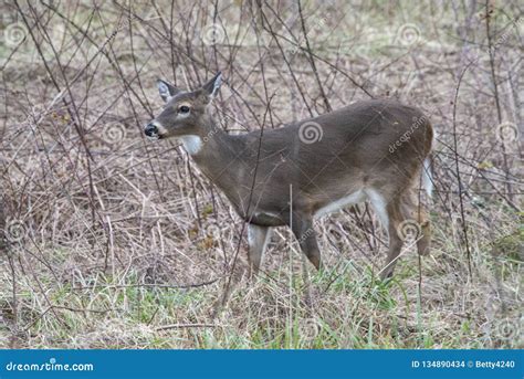 A White Tailed Deer Doe Stands In Dried Grasses Stock Photo Image Of