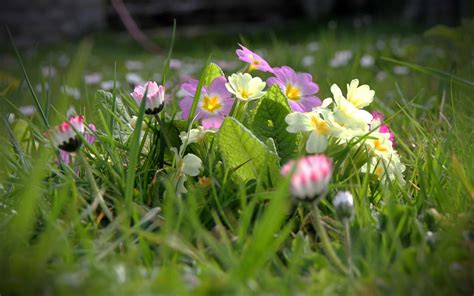 Flowers Grass Field Spring Wallpapers Hd Desktop And Mobile Backgrounds