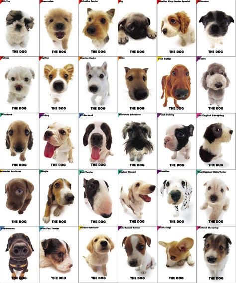 Breeds Of Dogs Dog Training Home Dog Types