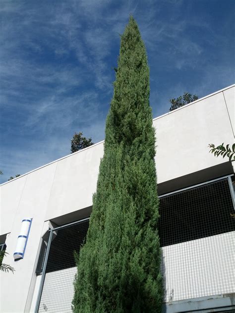 When Italian Cypress Branches Bend The Smarter Gardener