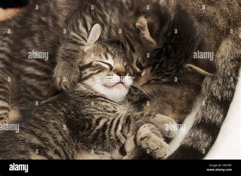 Kitten Cuddling With Mother Cat Stock Photo Alamy