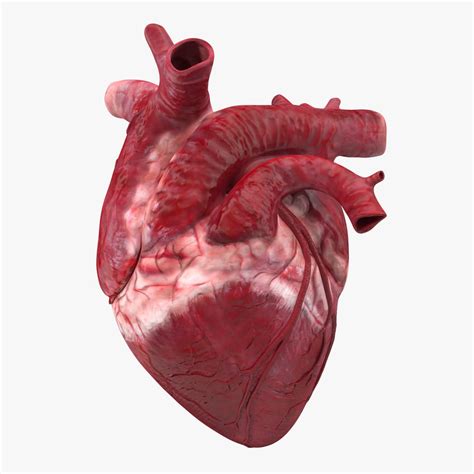 Pics Photos Human Heart 3d Model Human Heart By Leppee