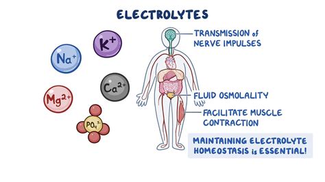 Overview Of Electrolyte Balance Osmosis Video Library