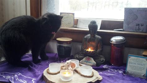 Kitten Helping With Meditation Meditation Kitten Animals Cute