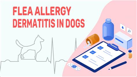 Flea Allergy Dermatitis In Dogs My Pets Routine