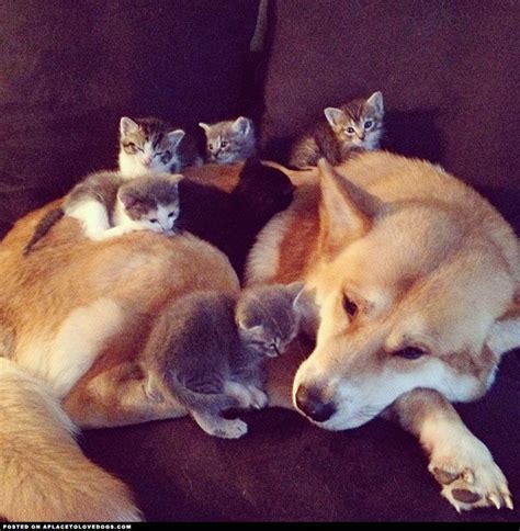 Shiba Inu And His Kittens A Place To Love Dogs Cute Animals Funny