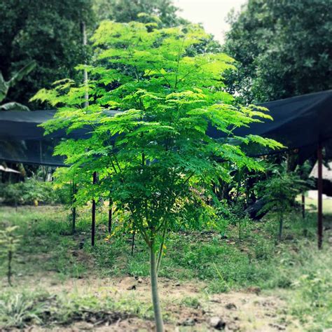 Moringa Oleifera Drumstick Tree Tulbagh Tree And Plant Nursery