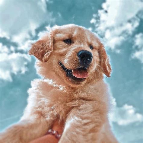Edited By M A F E R Cute Dog Wallpaper Cute Puppy Wallpaper Cute