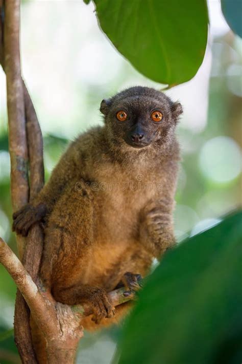 Female White Headed Lemur Madagascar Wildlife Stock Photos Free