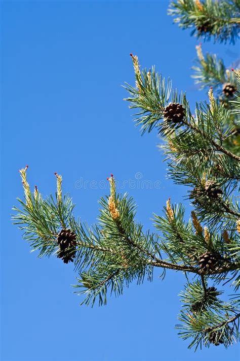 175286 Pine Tree Branches Stock Photos Free And Royalty Free Stock