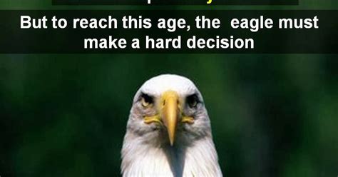 Eagles Bald Eagles Transform Their Lives At 40 Fact Or Fiction