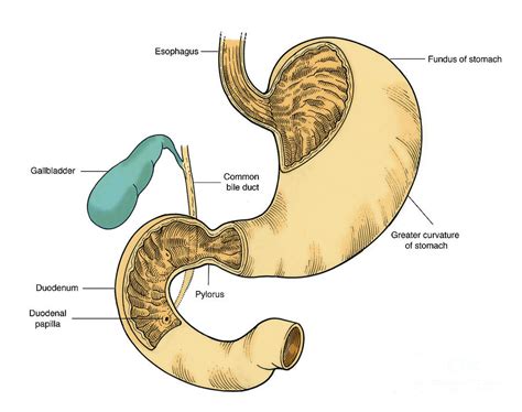 Illustration Of Stomach And Duodenum Photograph By Science Source