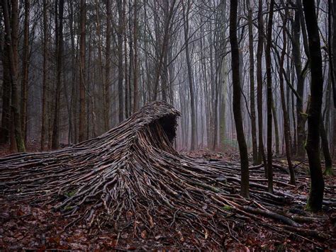 colossal deadwood waves crest in a secluded forest in germany