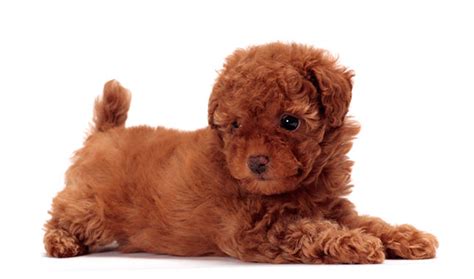 Some vet clinics include the costs of the rabies shot, while others will charge you extra. Toy Poodle Dog Breed Information