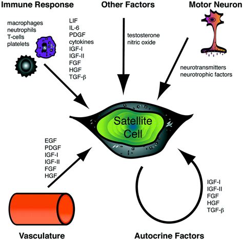 Myogenic Satellite Cells Physiology To Molecular Biology Journal Of