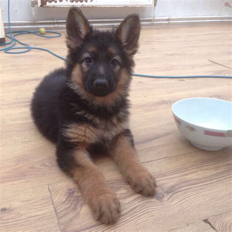 This advert is located in and around bridgend, mid glamorgan. Gorgeous German Shepherd Puppies For Sale | Halstead ...