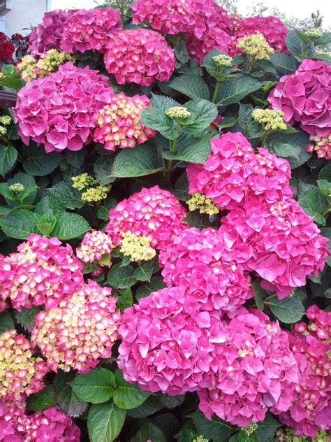 hydrangea macrophylla pink boething treeland farms