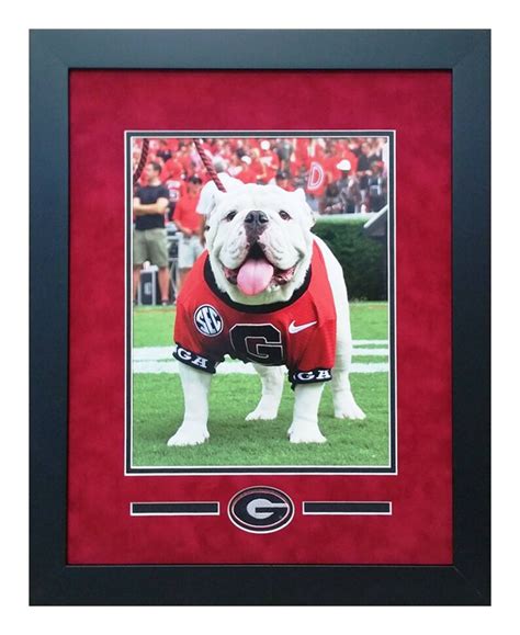 Georgia Bulldogs Mascot Uga X Que Custom Framed Etsy