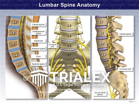 Lumbar Spine Anatomy Trialexhibits Inc