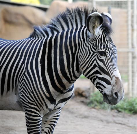 Zebra Free Stock Photo Public Domain Pictures