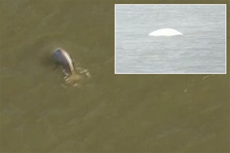 Beluga Whale In Thames Moment Sea Mammal Spotted In Water Near