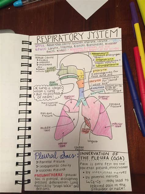 Note Taking Strategy For Anatomy Class Nursing School Notes Nurse