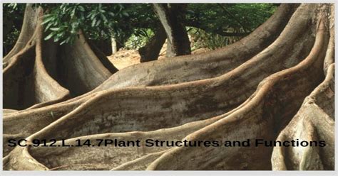 Sc912l147plant Structures And Functions Plant Structures And