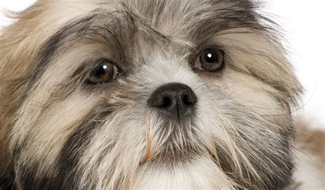 100 Best Shih Tzu Dogs Images On Pinterest Shih Tzus Baby Shih Tzu