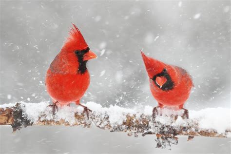 Cardinals In Snow Orange County Audubon Society