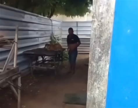Homem é filmado fazendo sexo com cadela em Alagoas assista
