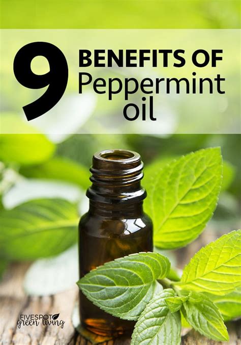 10 Benefits Of Peppermint Oil Five Spot Green Living