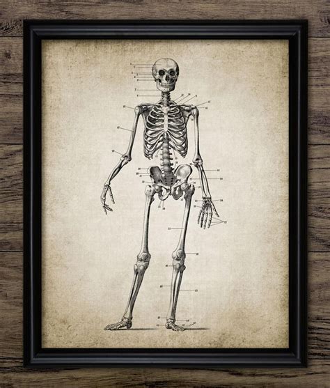 Skeleton Wall Art Printable Human Anatomy Medical Health Etsy Skull