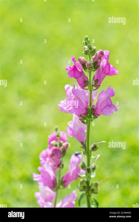 Red Snap Dragon Plant Hi Res Stock Photography And Images Alamy